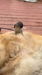 nesting materials | Raw Nature