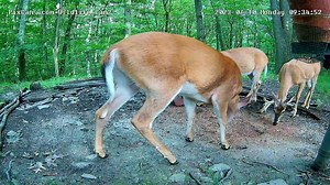 We saw a nice bachelor group of whitetail bucks on PA Wildlife Cam 2 this morning! You can see PA Wildlife Cam 2 live here: https://pixcams.com/pa-wildlife-2/ | PixCams