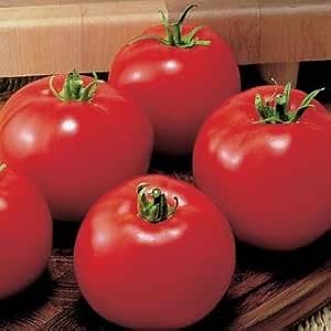 Park Seed Variety of Tomato Seeds, Planting Vegetables, Easy to Grow, Non-GMO, Perfect for Harvesting, MoneyMaker, Pack of 20