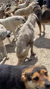 Rescuers Without Borders on Reels