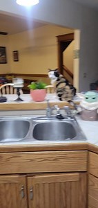 Just a few cats 🤣🤣 | Wilford Brimley & Crew