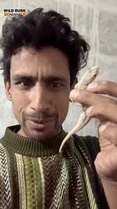 933K views · 39K reactions | The common house gecko is a small,...