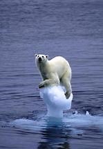 Chapter 16 Human Impact on Ecosystems