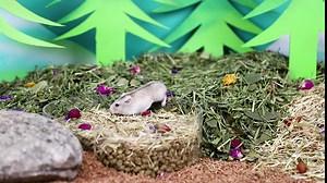Niteangel Natural & Soft Hamster Bedding for Syrian Dwarf Hamsters Gerbils Mice Degus Bunny or Other Small-Sized Pet