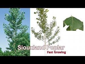 Siouxland Poplar (Fast Growing)
