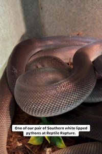 One of our pair of southern white lipped pythons at Reptile Rapture. www.reptilerapture.net #reptilerapture #reptilestore #southernwhitelippedpython #whitelippedpython #dalbertspython | Reptile Rapture | Facebook