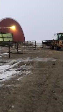 Calving Season - Moving Calves to the Hoop Barns