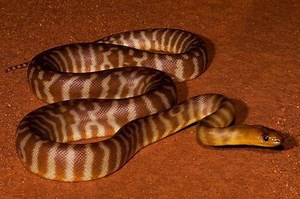 Aspidites - Alchetron, The Free Social Encyclopedia