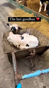 35 reactions · 13 shares | Child abduction, via the dairy industry....