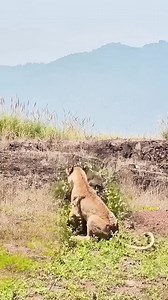 81K views · 316 reactions | Monkey  vs lioness. In nature survival is a game of chance. Predator and prey will always fight to survive. Wild ultimate survival continues..#reelsvideos | Gilbert Banda | Facebook