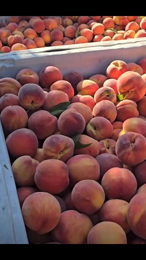 Chulada aquí en la pisca de durazno 🍑 Loma Redonda Redonda #reelsviralシfb | Loma Redonda Mocorito Sinaloa