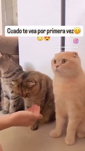 🙈🫶🏼😻 | Les Chats