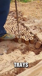 Cotton Farming Process! #shyshyeisha #cotton #CottonFarming | Ciano Enelyn | Facebook