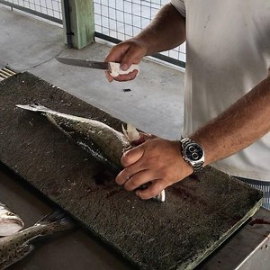 Knocking them out!! @waterloo_rod_company_ @costasunglasses @finsfishing @shimanofish @coastalcorks @transportboats #trout #fishing #fillets #fish #fisherman | Reel Rush Charters