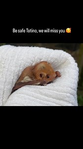 7.4K views · 349 reactions | Totino, a young eastern red bat was...