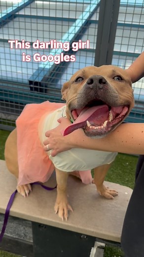 Googles is a silly name for a silly girl. She was brought to a police station in May, with no clues or information about her past. Well the past is the past, and we can tell you everything we know about Googles today. She is a little huggy bear - 62lbs - and her ideal spot was on my lap with her arms around me hanging out. She has a huge mouth, and when it relaxes into a “smile”, you’ll smile back for sure. She looks GREAT in a tutu, and mistaking it for a swimsuit jumped right into the pool to 