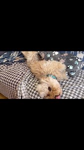 Coby life!!! Sunshine slumber 🌞 #spoiltpooch #doggiedaycare #doggieholidayhomes | Doggie Holiday Homes