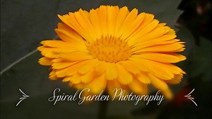 Floraison du calendula - Etsy France