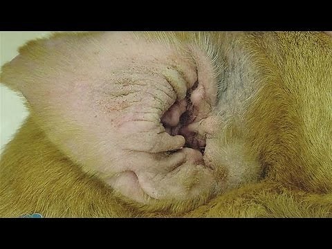 How To Treat Yeast In Dogs Ears