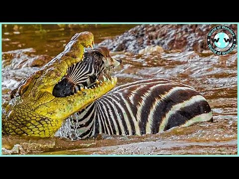 Craziest Moments! Crocodiles Attack Zebra Mercilessly