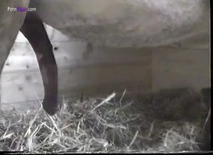 Animal gay male donkeys mating