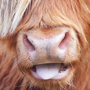 14K views · 342 reactions | We Found New Friends!  | Kinging-It | Facebook