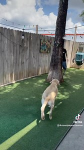 Chilling with Mia and Ellie!!! | Mount Pleasant Avenue Premier Canine Villas & Spa