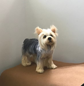 Custom Yorkshire Silky Terrier Dog Replica Needle Felted Pet Memorial - Etsy
