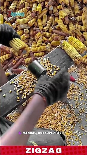 Simple & Effective Farming Tools for Stripping Corn Kernels from the Cob