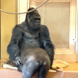 Omg// Sweet between gorilla couple, Gorgeous reaction love gorilla husband hug wife so cool. | Animo-Show