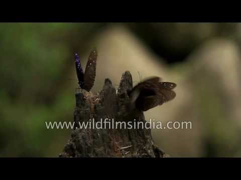 Blue Crow butterflies - slow motion wonders in the Jaintia hills of Meghalaya