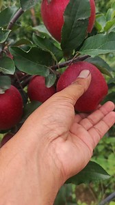 33K views · 293 reactions | Also guess this variety in comment box.. For this grower,his produce still not ready for market Might Harvest around 15 August.. | MY STATE MY PRIDE | Facebook