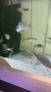 Wild Mchenga Thinos😍 | Rosendal Malawi Center