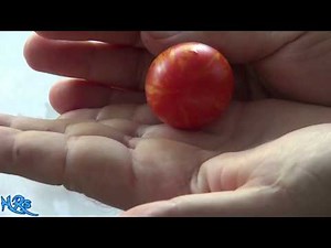 ⟹ Tigerella Tomato, Mr. Stripey | Solanum lycopersicum | Tomato Review 2019