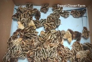 43K views · 790 reactions | In the quail barn tonight, the first wave of this week's Coturnix quail chicks just came out of the hatcher  I unload the hatcher every 24 hours and only remove the chicks that are completely dry & fluffy  | Sweet Clover Farm | Facebook