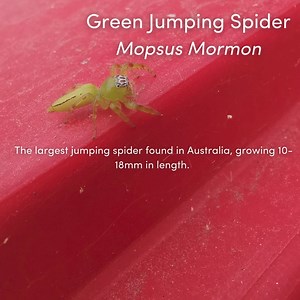 2.3K views · 28 reactions | Meet the tiny Jumping Green Spider, Mopsus Mormon.  An agile, vibrant green, spring-loaded arachnid who is usually well camouflaged and hard to spot in her leafy surroundings. ️ #jumpingspider #spider #spidersofinstagram #jumpingspiders #arachnid #insects #gardenspider | Skyrail Rainforest Cableway | Facebook