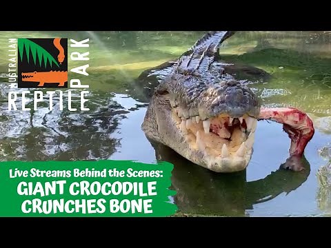 SALTWATER CROCODILE FEEDING (LIVE FOOTAGE) | AUSTRALIAN REPTILE PARK