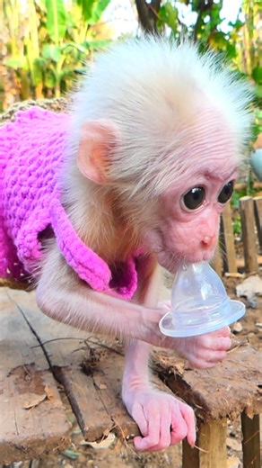 The Gentle Transformation of Lucy’s Life From Pain to Peace Will Stay Forever in Your Memory 💕 #wildliferescue #wellness #petcare | Monkey TV168