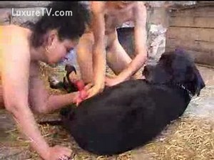 Lucky black animal receiving head from two amateur milfs