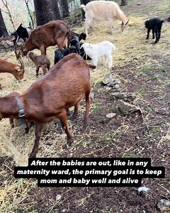 The Cheese Ark on Reels