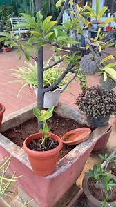 Growing Fruit Trees Successfully in Containers with decent Harvest!! | Garden Tips