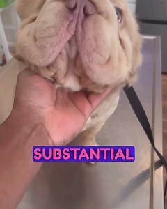 Dapper Dan 🐾 French Bulldog 🧬 Isabella big rope fluffy 🏠Owners @highendfluffyox One of the biggest head pieces and ropes in the game! Thanks for collaborating with us! If you’re interested in content like this & collaborating with us Drop us a DM @pawpointuk ➖ ➖ ➖ #frenchie #frenchbulldog #frenchieofinsta | PAW POINT UK