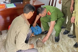 Tê tê Java quý hiếm đi lạc vào nhà một người dân ở Đắk Lắk