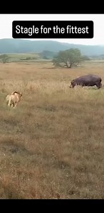 25K views · 142 reactions | am simba | Malcomex Arts | Facebook