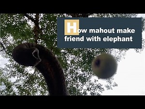 How Mahout Make Friend With Elephants - ElephantNews
