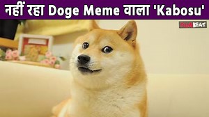 Kabosu, the Shiba Inu of 'Doge' meme fame, passes away at 18 Kabosu, the beloved Shiba Inu who became an internet sensation as the Doge meme, has passed away. Kabosu’s owner, Atsuko Sato, announced the sad news, stating that Kabosu "fell into a deep sleep". A farewell party is scheduled for Kabosu on Sunday. #Kabosu #RIPKabosu #MemeDogKabosu #ViralDogKabosu ~HT.99~PR.126~ | Filmibeat.com