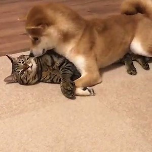 1.2K views · 85 reactions | Best friends | Women's choice | Facebook