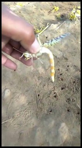 Desert locust (Schistocerca gregaria) laying eggs in soil #insects #grasshopper #shorts #viral