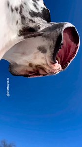Parkers velvet curtain lips have turned into hot air balloons #doglife #greatdane #doglover #muchoamor | LoveMargot