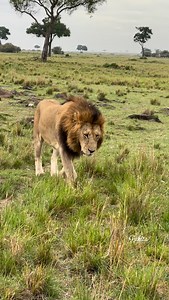 1.2K views · 4.1K reactions | Male lion scars are powerful symbols of bravery, survival, and dominance. This male lion lost his tail while on a fierce battle to earn the right to rule. SANING’O, one of the four Enkuyanai males. Mara North Conservancy. #mara #lions #conservation #bigcats #maranorthconservancy | Robert Letoluo | Facebook